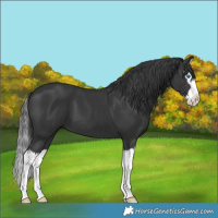 Horse Color:Black Splash