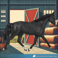Horse Color:Black Splash 