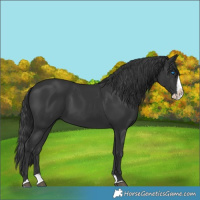 Horse Color:Black Splash