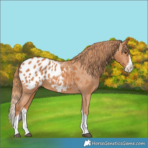 Horse Color:Chestnut Splash Appaloosa 