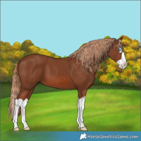 Horse Color:Chestnut Splash 