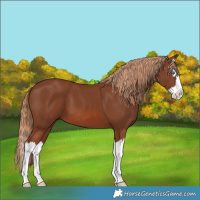 Horse Color:Chestnut Splash