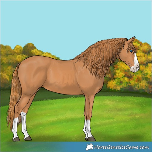 Horse Color:Chestnut Splash 