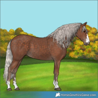 Horse Color:Silver Black