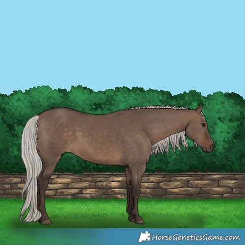 Horse Color:Silver Brown Dun 