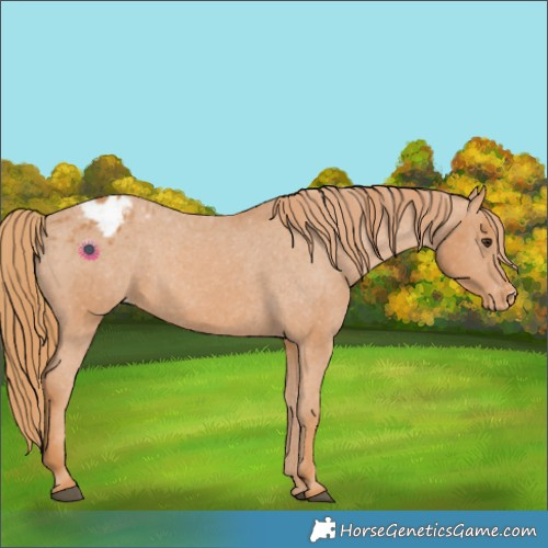Horse Color:Chestnut Appaloosa 