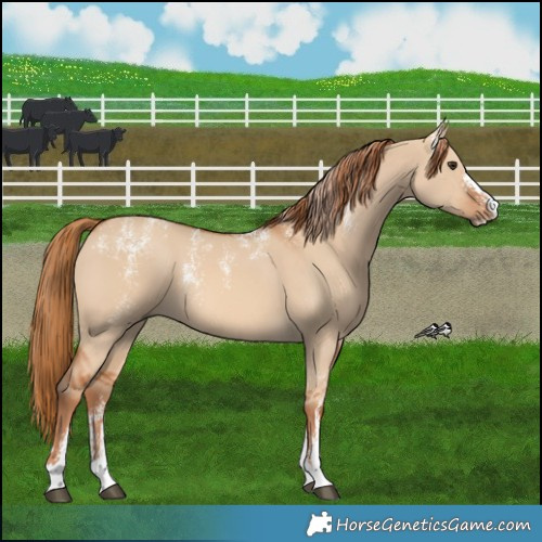 Horse Color:Powder White Red Dun 