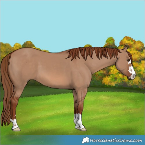 Horse Color:Red Dun 