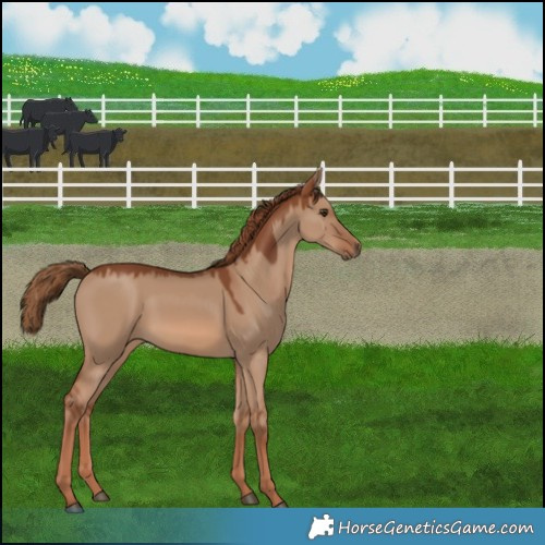 Horse Color:Red Dun 