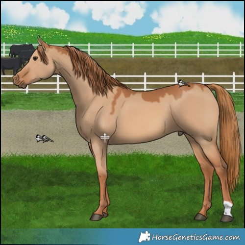 Horse Color:Red Dun 