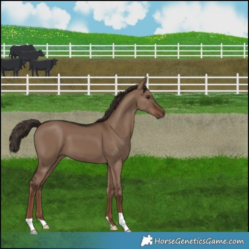 Horse Color:Liver Red Dun 