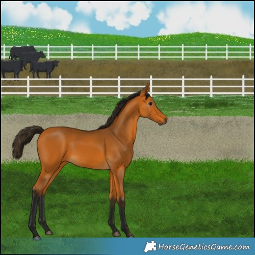 Horse Color:Gray Buckskin 