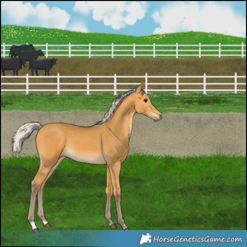 Horse Color:Silver Buckskin 