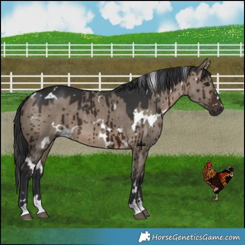 Horse Color:White Spotted Brown Dun Brindle 
