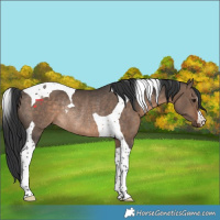 Horse Color:Brown Dun Tobiano Rabicano