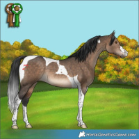 Horse Color:Brown Dun Tobiano Rabicano 