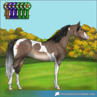 Horse Color:Brown Dun Tobiano Rabicano