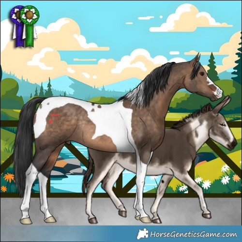 Horse Color:Bay Dun Tobiano Rabicano 