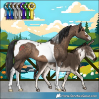 Horse Color:Bay Dun Tobiano Rabicano 