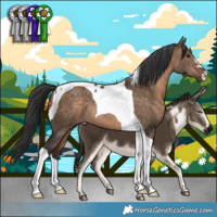 Horse Color:Bay Dun Tobiano Rabicano 