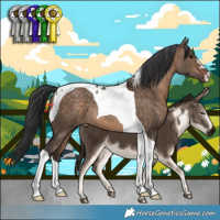 Horse Color:Bay Dun Tobiano Rabicano 