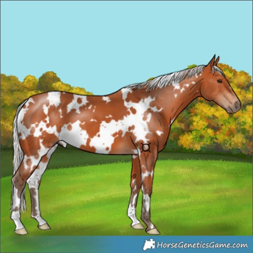 Horse Color:White Spotted Silver Bay 