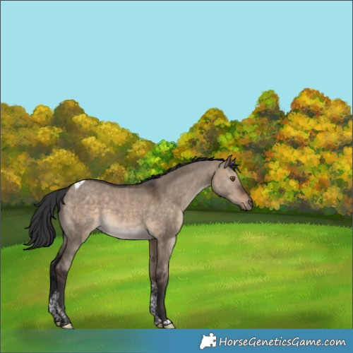 Horse Color:Bay Dun Tobiano Rabicano 