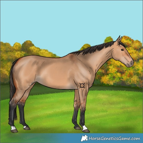 Horse Color:Bay Dun