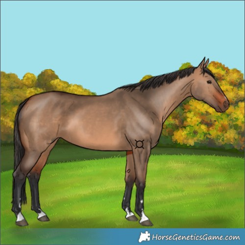 Horse Color:Bay Dun 