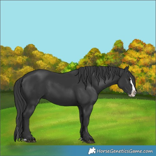 Horse Color:Black Splash 