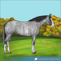 Horse Color:Blue Roan Sabino Splash  and Blue Roan Sabino Splash 