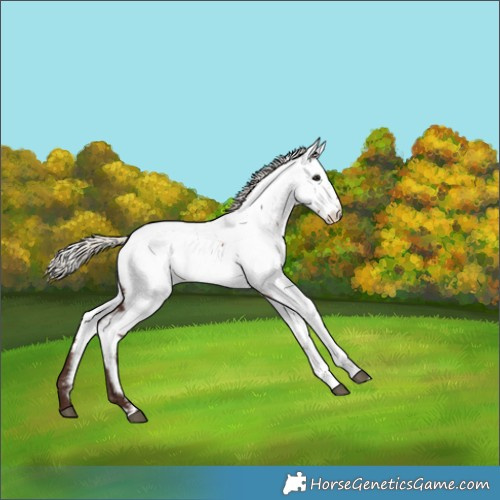 Horse Color:Silver Brown Appaloosa 