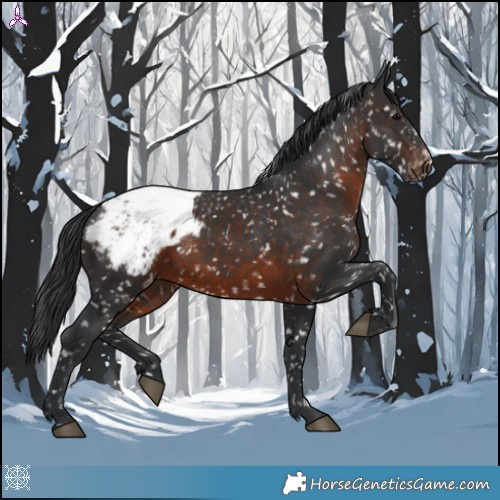Horse Color:Brown Appaloosa