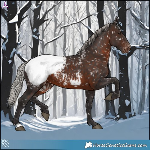 Horse Color:Silver Brown Appaloosa