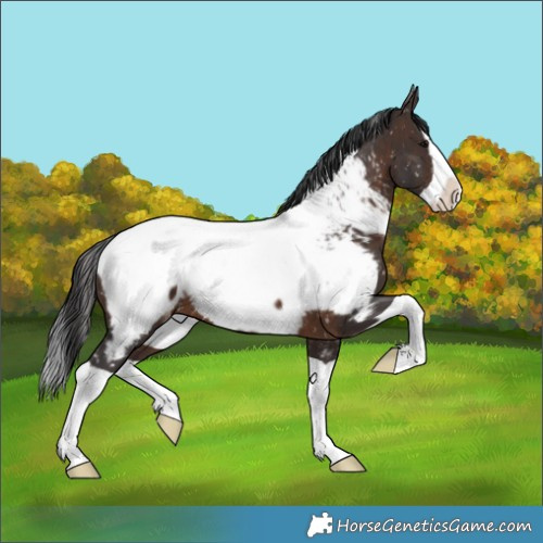 Horse Color:Brown Splash Near Fewspot 