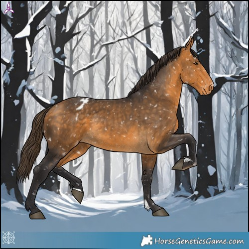 Horse Color:Buckskin Appaloosa