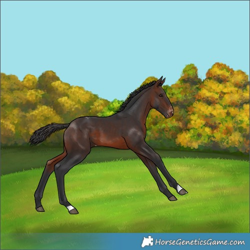Horse Color:Brown Varnish 