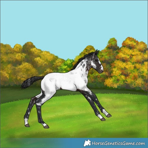 Horse Color:Brown Appaloosa 