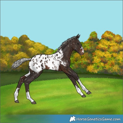Horse Color:Silver Brown Appaloosa 