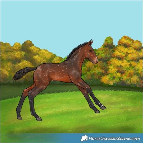 Horse Color:Bay Appaloosa 