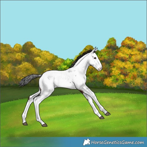 Horse Color:Brown Splash Appaloosa 