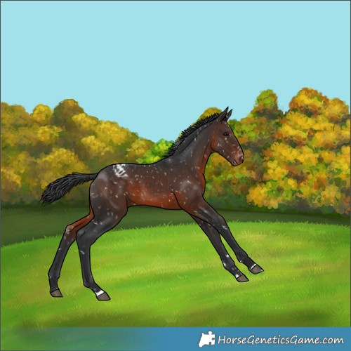 Horse Color:Brown Appaloosa 