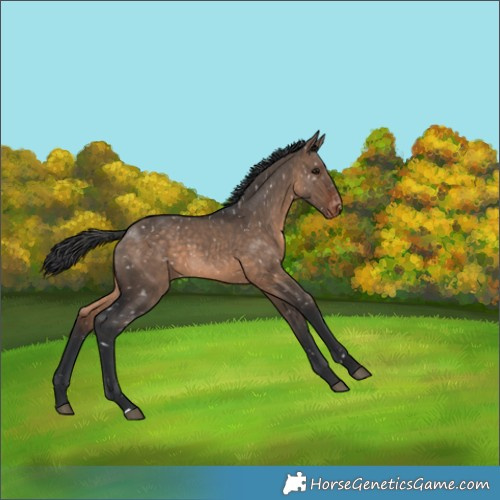 Horse Color:Brown Dun Appaloosa 