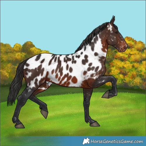 Horse Color:Brown Near Leopard 