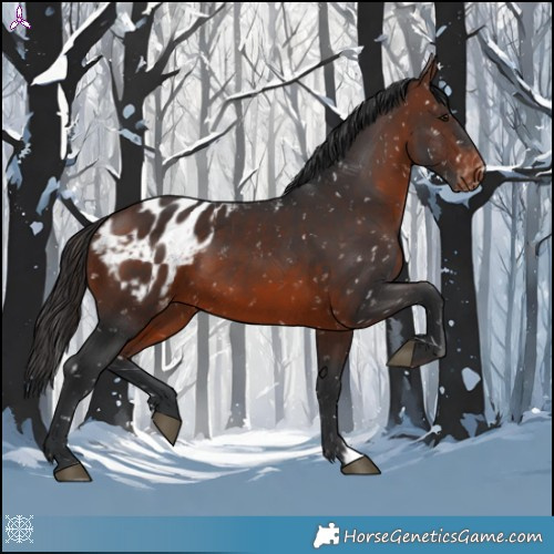 Horse Color:Brown Appaloosa 