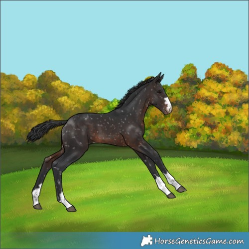 Horse Color:Brown Appaloosa 