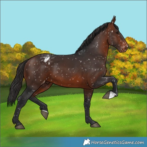 Horse Color:Bay Snowflake Varnish