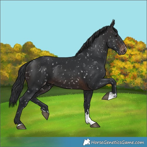 Horse Color:Brown Snowflake Varnish