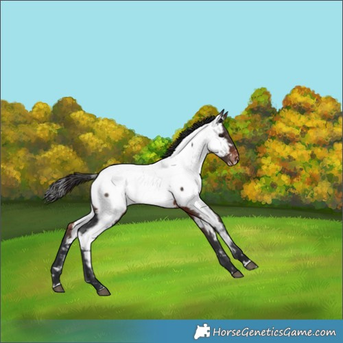 Horse Color:Brown Appaloosa 