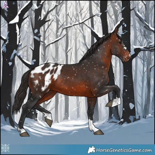 Horse Color:Brown Appaloosa 